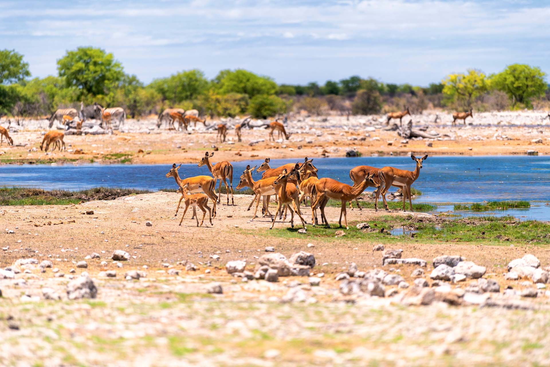 a herd of antelopes at a waterhole in Etosha National Park, Namibia