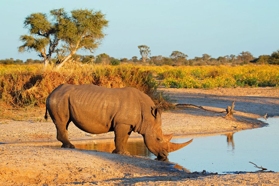 A white rhinoceros (Ceratotherium simum) drinking water, South Africa